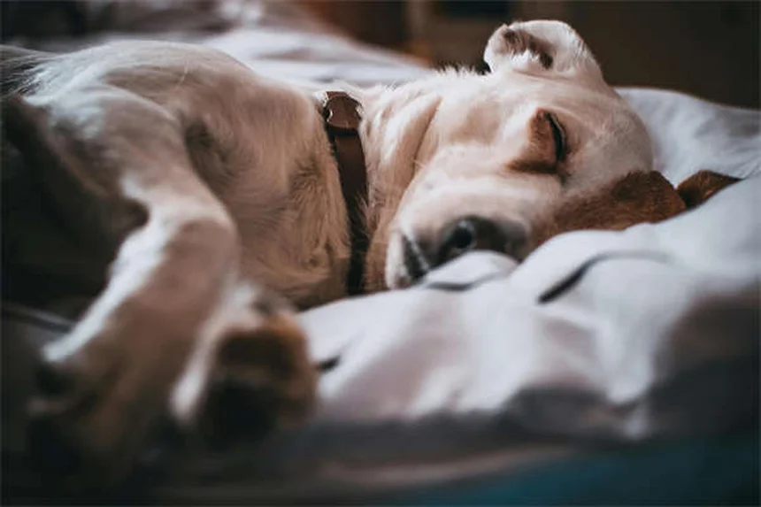 Mon chien peut-il manger du miel ? Nos conseils pratiques