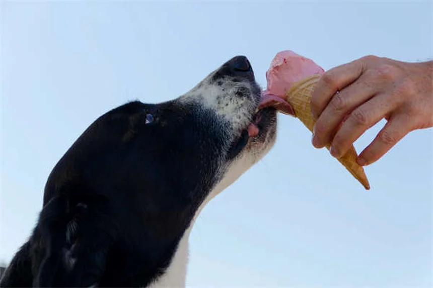 Mon chien peut-il manger du miel ? Nos conseils pratiques