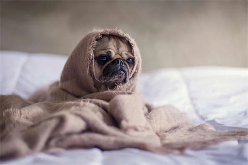 Mon chien peut-il manger du miel ? Nos conseils pratiques