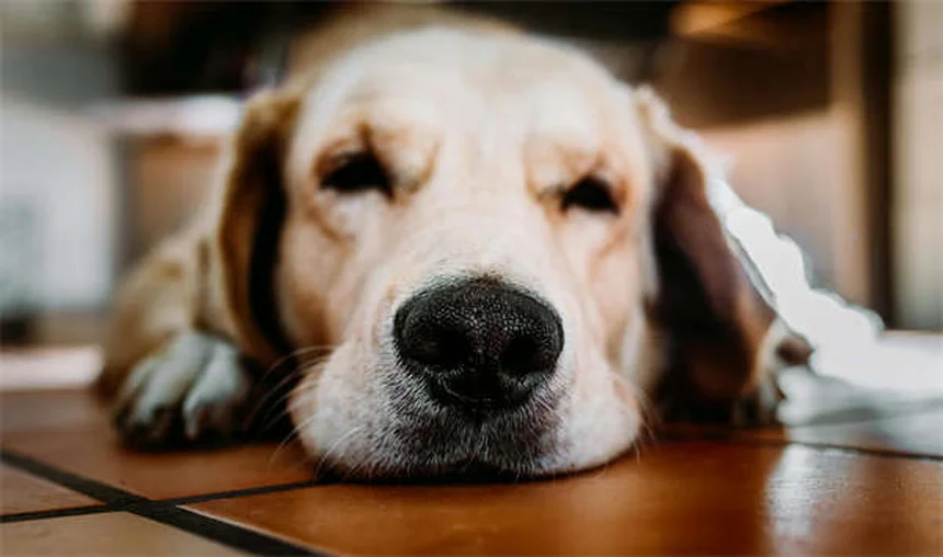 10 peurs des chats : comment apaiser votre félin stressé ?