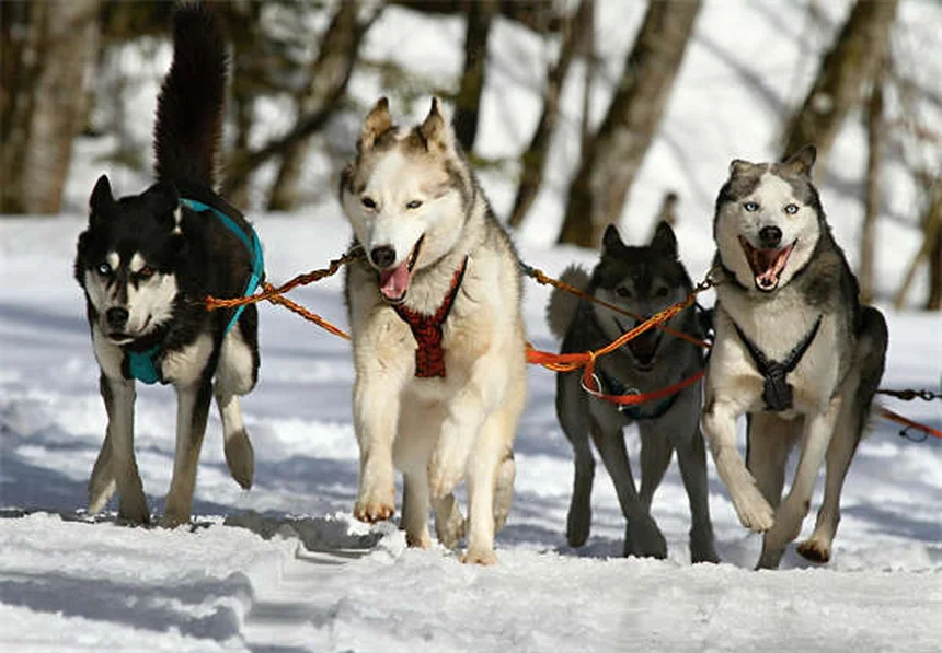 Réseaux sociaux : l'arme secrète pour sauver les animaux des refuges