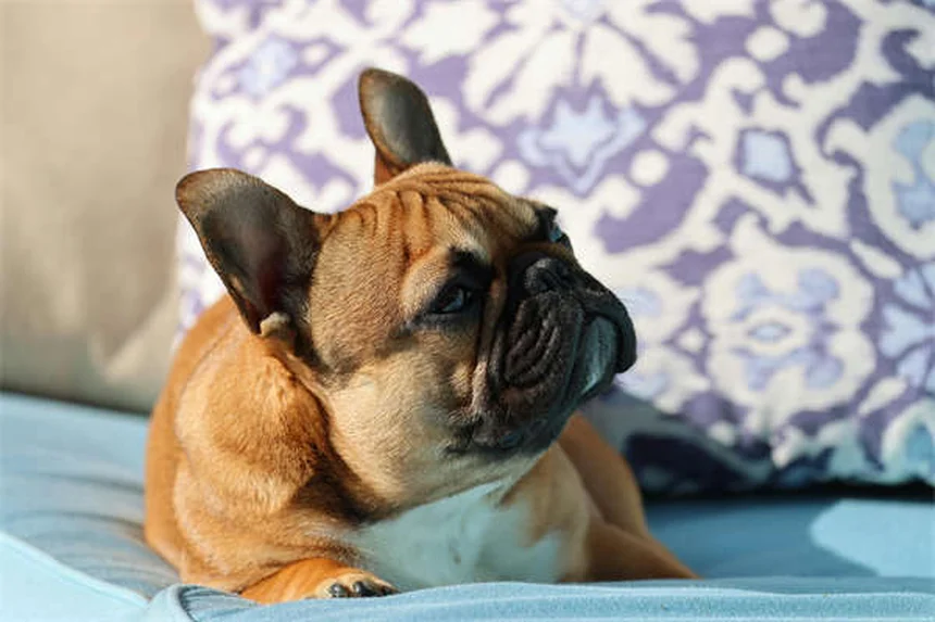 Chat agressif : 5 solutions efficaces pour calmer votre matou