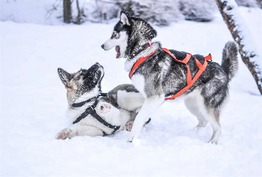 Prévention du ver du cœur chez les chiots : 5 conseils essentiels