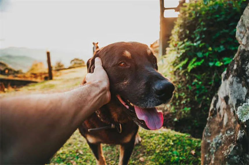 Prévention du ver du cœur chez les chiots : 5 conseils essentiels