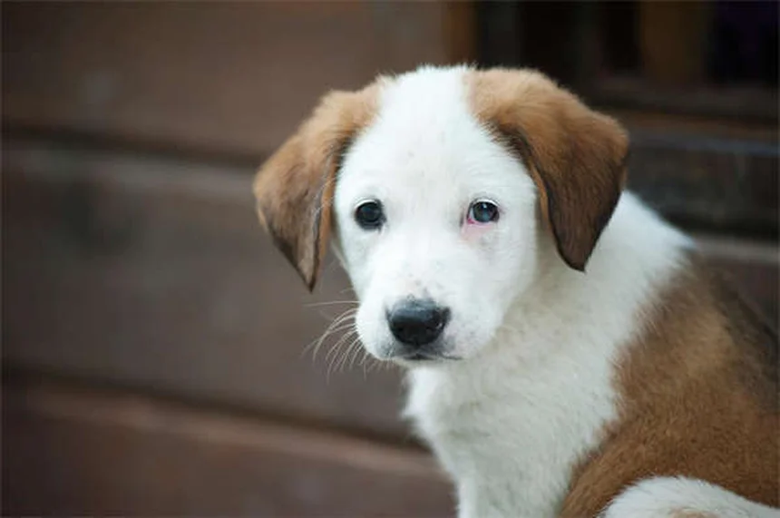 Mon chien a le visage gonflé : causes et solutions urgentes