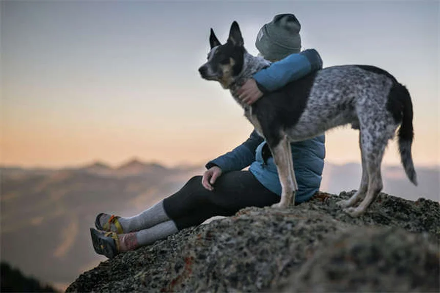 Mon chien a toujours faim : causes et solutions