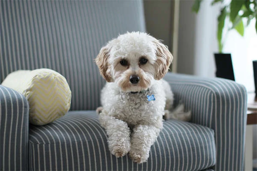 Mon chien a toujours faim : causes et solutions
