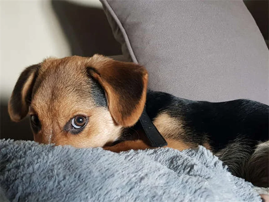Anti-inflammatoires pour chiens : lesquels sont sans danger ?