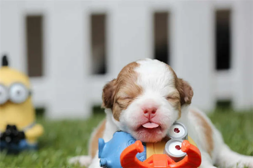 Anti-inflammatoires pour chiens : lesquels sont sans danger ?