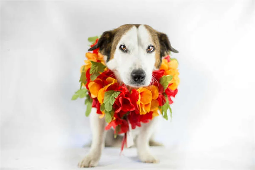 Anti-inflammatoires pour chiens : lesquels sont sans danger ?