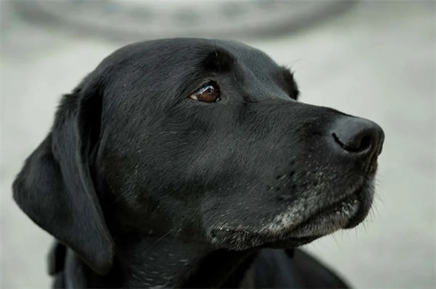 Escaliers ou rampe pour chien : comment choisir la meilleure solution ?