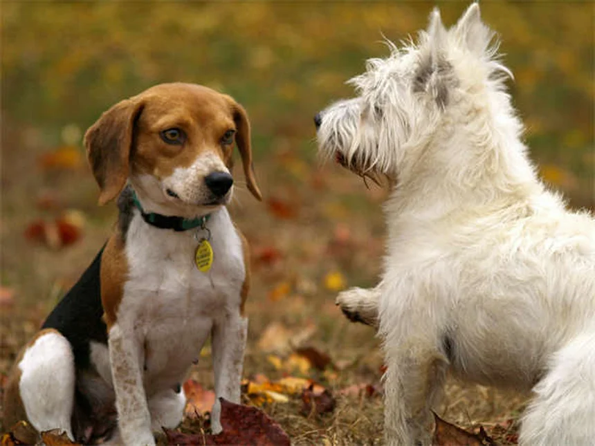 Escaliers ou rampe pour chien : comment choisir la meilleure solution ?