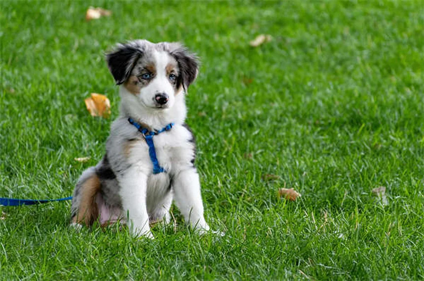 Mon chiot pleure dans sa cage : 5 solutions efficaces pour le calmer