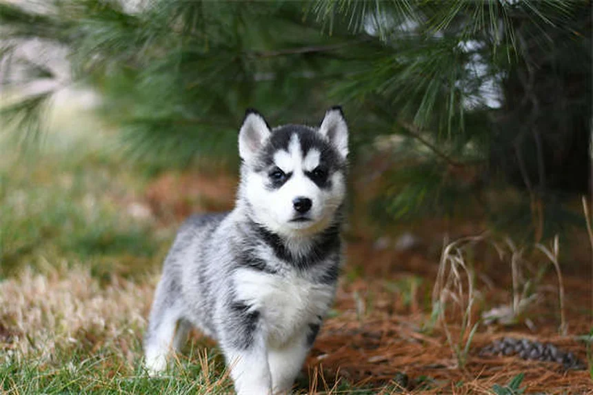Mon chiot pleure dans sa cage : 5 solutions efficaces pour le calmer