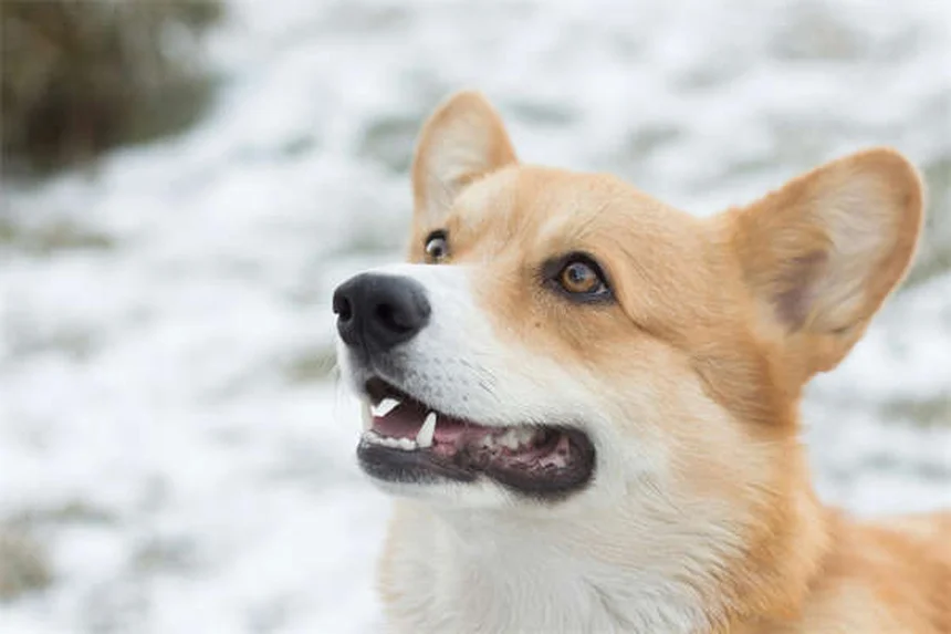 Allergies au pollen chez le chien : symptômes et solutions efficaces