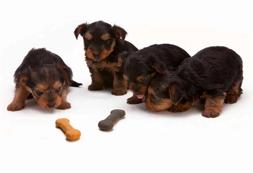 Allergies au pollen chez le chien : symptômes et solutions efficaces