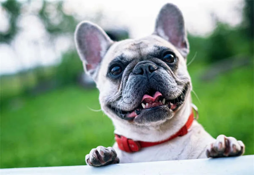 Camping avec son chien : 10 conseils indispensables pour un séjour réussi