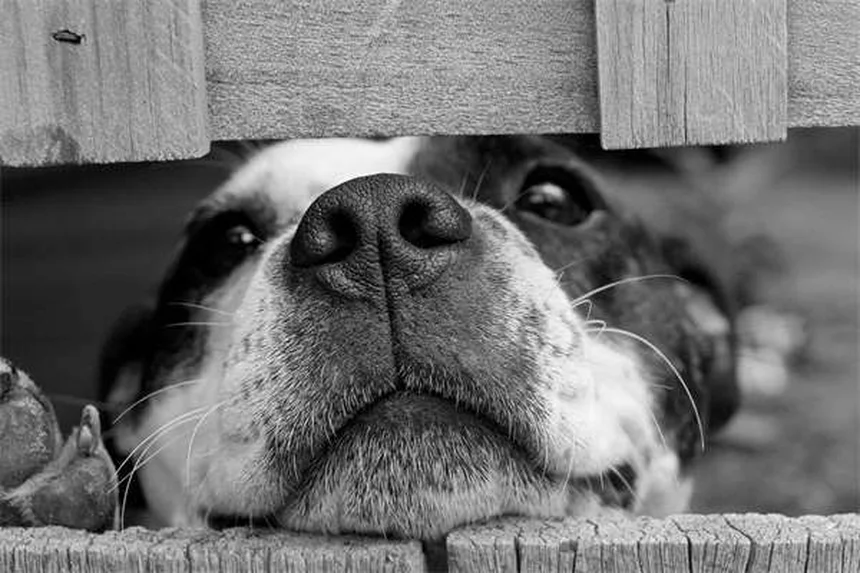 5 conseils essentiels pour élever des hippocampes et syngnathes