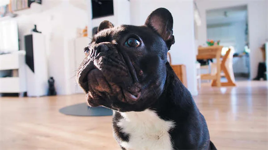 Mon chien est-il obèse ? 5 signes qui ne trompent pas
