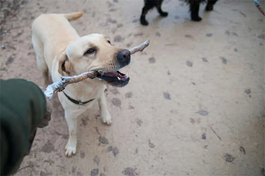 Mon chien est-il obèse ? 5 signes qui ne trompent pas
