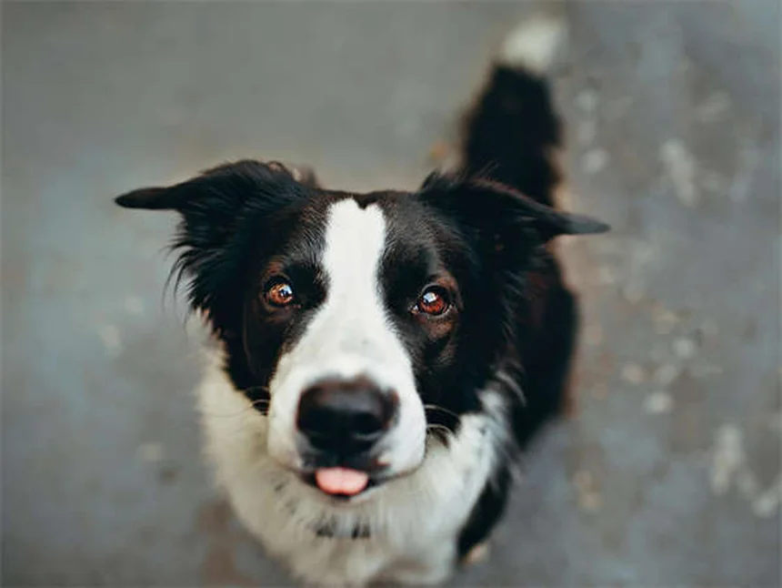 Comment présenter deux chiens sans stress : 5 étapes clés