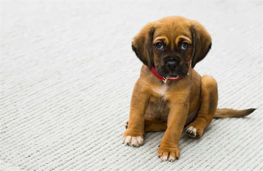 Comment présenter deux chiens sans stress : 5 étapes clés