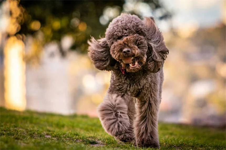 Comment s'occuper d'un chien âgé ? Nos 7 conseils pratiques